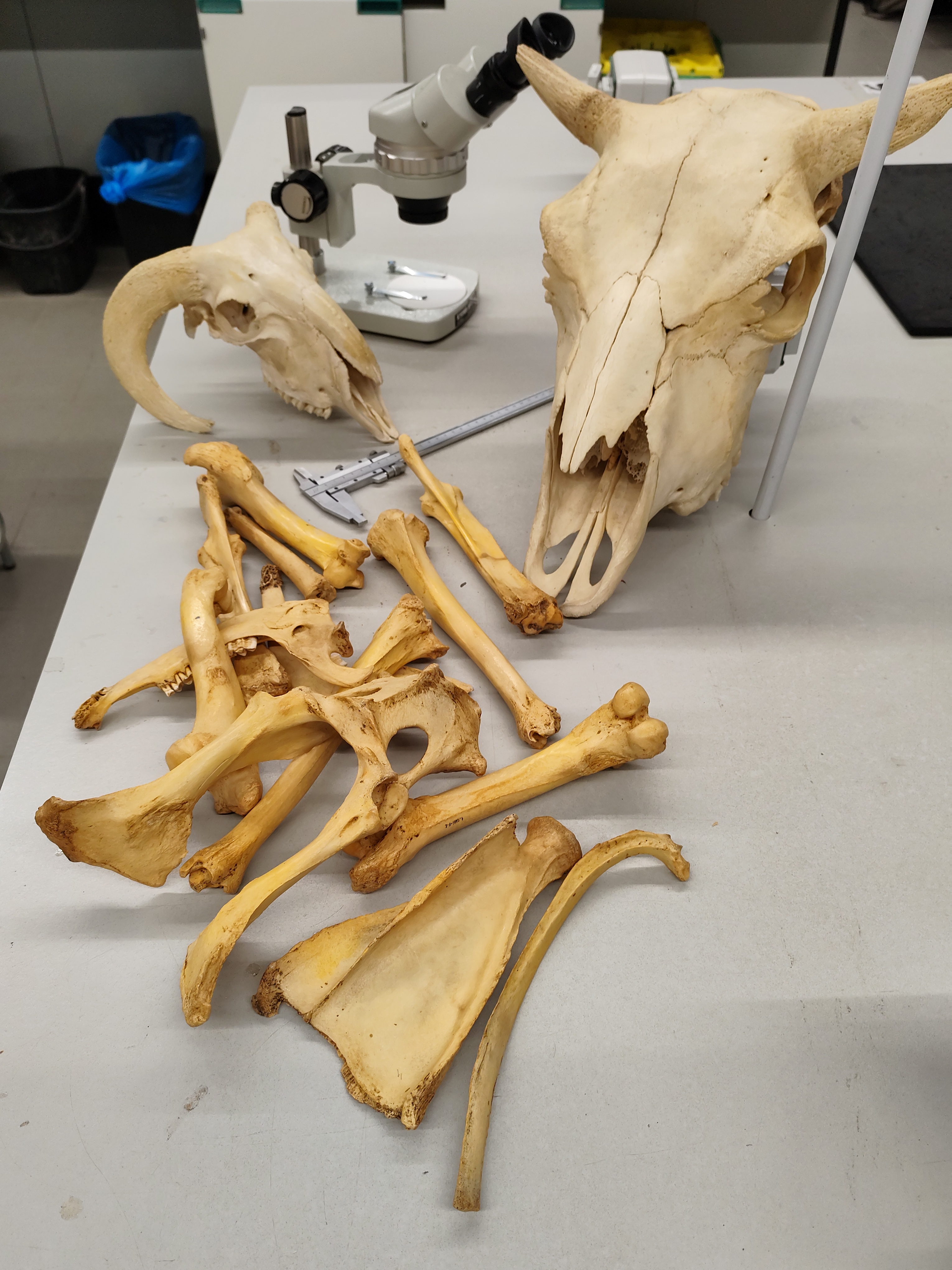 Què menjaven a la ciutat medieval? Vine al laboratori d'Arqueozoologia i comprova-ho!