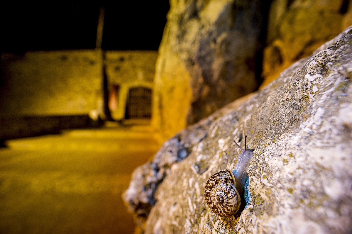 Allognatus, el misteriós cargol de la Muralla.