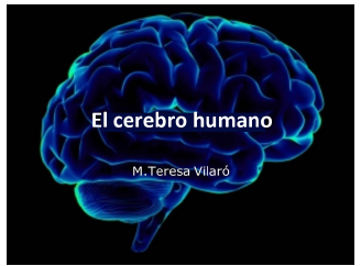 Conferència: El cervell humà