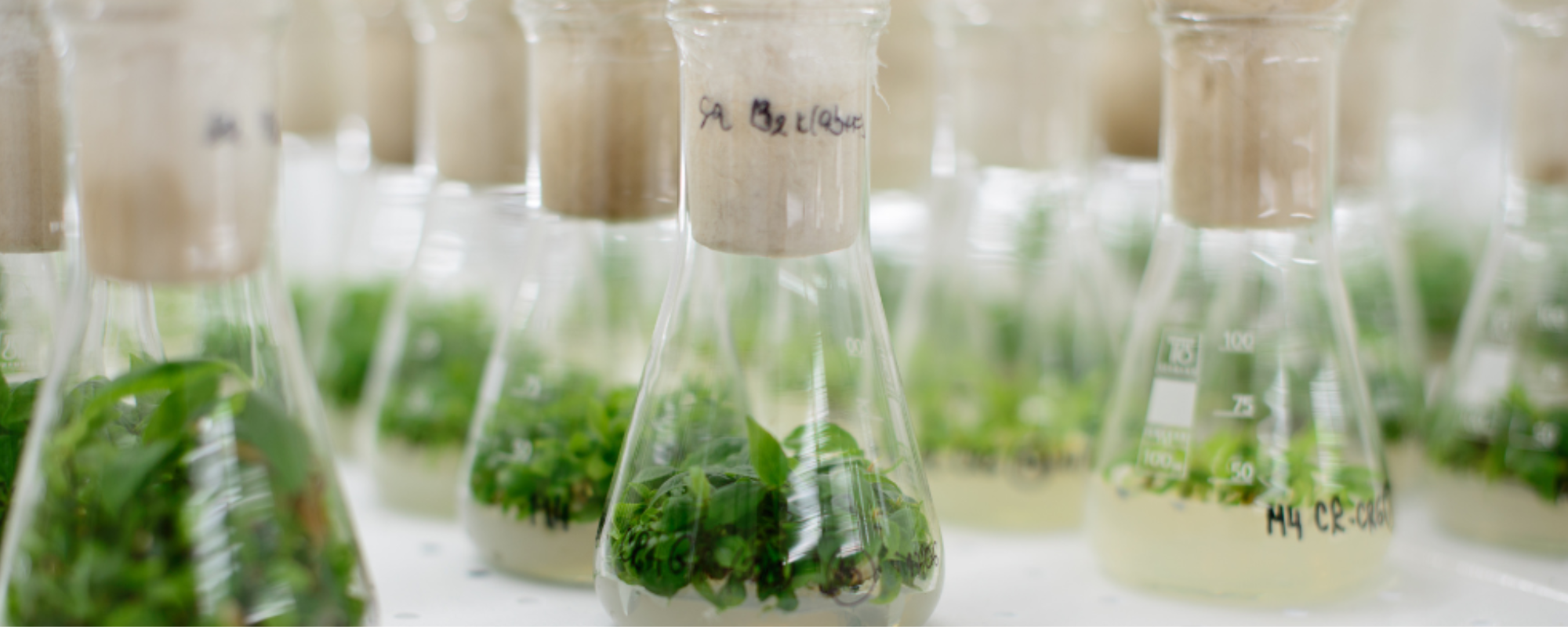 StemCells: El futur cosmètic de les cèl·lules mare vegetals